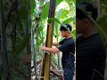 great tip get water from banana tree survival bushcraft camping cooking