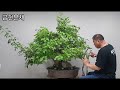 금현분재 돌배나무 분재 과감하게 잘라봅니다 asian pear bonsai 분재 盆栽 bonsai cây cảnh