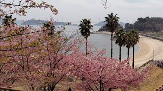 【愛媛県今治市】大角海浜公園で河津桜が見頃を迎えています。