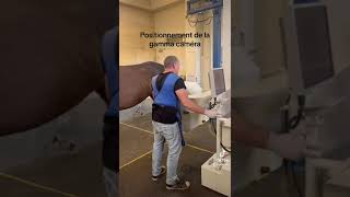 Scintigraphie chez le cheval