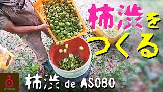 【柿渋 de ASOBO】柿渋（かきしぶ）をつくる