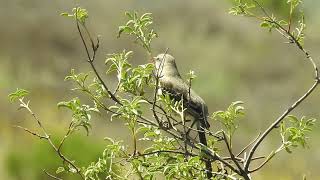 Northern Mockingbird imitating an American Crow