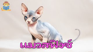 ประวัติแมวสฟิงซ์ (Sphynx) | เหมียวอยากเล่า #cat #แมว #Sphynx #สฟิงซ์