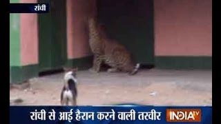 Watch Dog Chasing Away Leopard in Ranchi