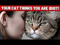 7 Signs Your Cat Thinks You Are an Idiot (But They Put Up with It Because They Love You)