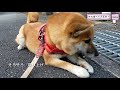 【それ食べて大丈夫？】【黒はなマロン】柴犬女の子1歳