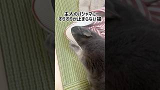 主人のパジャマが好きすぎる猫 #shorts #cat #猫 #猫のいる暮らし