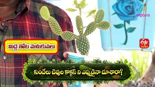 Kundelu Chevula Cactusni Eppudaina Chusara?  | Perati Ruchulu | 5th Jan 2023 | ETV Abhiruchi