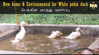 New home \u0026 environmental for White pekin duck | bangalore duck | broiler duck chick | WinNest Birds