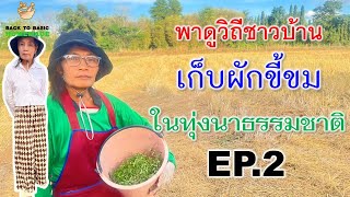 พาดูวิถีชาวบ้าน เก็บผักขี้ขม  ในทุ่งนาธรรมชาติ EP 2