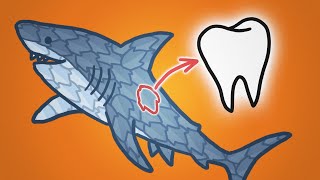 Why Sharks Are Covered In Teeth