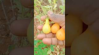 நம்ம தோட்டத்தில் அறுவடை #harvest #harbal #gardening #food #shorts #shortsfeed #garden #natruel