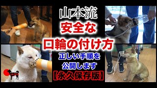 【永久保存版！】山本流・安全な口輪の付け方　正しい手順を公開します！ PSDドッグサポートセンター　いぬプロ　inupro　犬の教育　しつけ　噛み癖