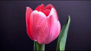 Red tulip time lapse #shorts