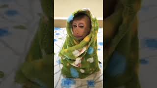 மேடம் எங்க ஏரியால கொஞ்சம் கரண்ட்கட் பண்ணி விட்ரிங்களா#funny #monkeyvideo#trending #viralvideo#shorts