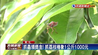 抓蟲領獎金！抓荔枝椿象1公斤1000元－民視新聞