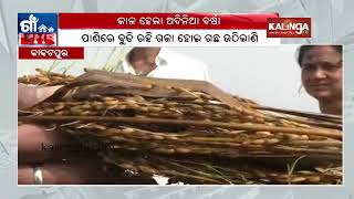 Kakatpura: Administration yet to pay attention towards the loss of farmers due to crop damage