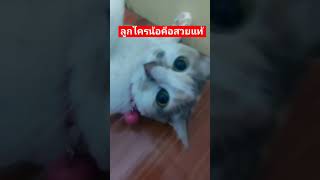 #น้ำหวาน#แมวน่ารัก #kitty #catvideos #shortsclip