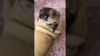 A pug whose teeth are stuck#shorts#ショート動画 パグ　歯が閉まらなくなったカイ君　衝撃映像　面白い#pug#パグ#はなぺちゃ#衝撃映像#面白い