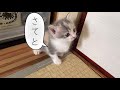 「猫劇場」1匹が違う場所でおしっこしだすと、、笑