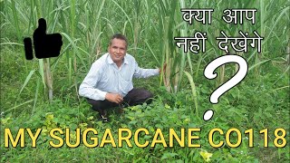 co 0118 sugarcane variety || SUGARCANE NEW VERITY || MY SUGARCANE | EARLY GANNA VERITY