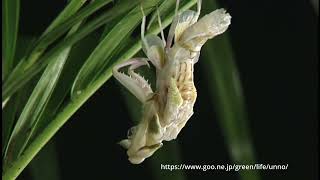 ハナカマキリの羽化