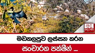 මඩකලපුව ලස්සන කරන සංචාරක පක්ෂීන් ....