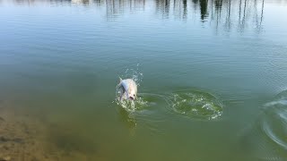 【難しい釣り場？】何投目でトラウトが釣れるのか？【アルクスポンド宇都宮】