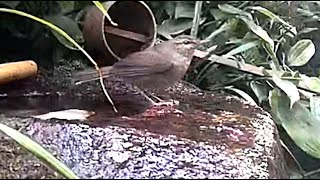 2021年11月8～9日　庭の蹲に来た野鳥