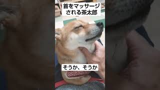 首マッサージが気持ちいい豆柴　#shorts #shibainu #柴犬 #豆柴 #癒し