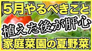 【家庭菜園】5月にやるべきこと！6月から夏野菜を収穫するために今すぐやるべき農作業のチェックリスト【初心者向け栽培のコツ】