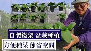 鐵架盆栽種植青江菜，25天就開始可採收 | 阿星種植