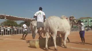 అయిజ న్యూ క్యాటగిరి విభాగం 8వ జత 🐂. m రామసుబ్బారెడ్డి