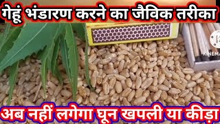 गेहूं का भंडारण कैसे करें। गेहूं भंडारण करने का जैविक तरीका। how to store wheat with jaivik formula