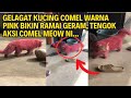 GELAGAT KUCING COMEL WARNA PINK BIKIN RAMAI GERAM, TENGOK AKSI COMEL MEOW NI...