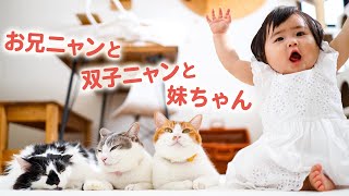 甘えんぼうニャンコ3兄弟の元に、人間の妹ちゃんがやってきた！｜PECO