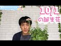 10 1の誕生花と花言葉【園芸のぶチャンネル】【１０月】【１日】【ガーデニング】【雑学】【トリビア】【ベンケイソウ】