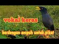 SUARA MP3 JALAK KEBO  PIKAT GACOR DAN KERAS