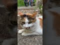 【伏見稲荷】気持ち良くて鳴き声が止まらない猫ヌケニン　a cat that feels good and can t stop crying