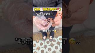 我吃的雪糕咋跟别人的不一样啊⁉️ #冰淇淋 #雪糕 #雪糕刺客