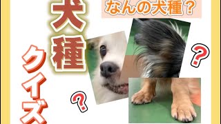 【犬種クイズ】何問わかるかな？ちょうせんしてみよう‼︎（1wa）