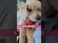 今年21歳トイプー咳について toypoodle トイプードル ハイシニア犬 走る犬 長生きの秘訣 dog 20yearsold 咳