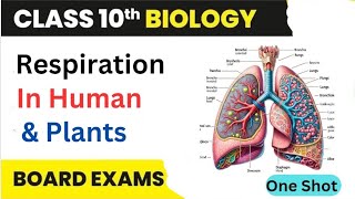 'Respiration - Life Process One Shot' Video! 🌬️🫁 | Class-10th science #lifeprocesses #respiration