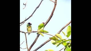 ความเว้าวอน #นกตีทอง #coppersmithbarbet #cutestanimals #birds #shorts