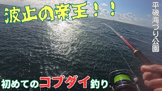 【タンコブゲーム】初心者にコブダイは釣り上げられるか！？　平磯海づり公園