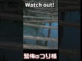 恐怖のつり橋horror suspension bridge shorts