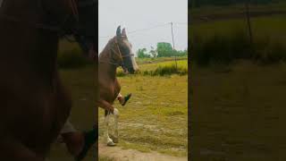 desi chal baz horse in Pakistan