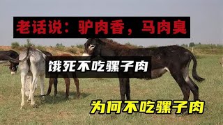 老话说：驴肉香，马肉臭，饿死不吃骡子肉。为何古人不吃骡子肉