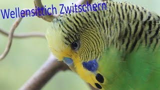 Wellensittich Zwitschern