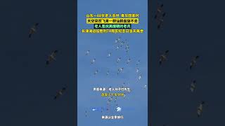 山东一88岁老人去世 骨灰回家时， 天空突然飞来一群仙鹤盘旋不去，老人是抗美援朝的老兵，长津湖战役胜利74周年纪念日当天离世！ #搞笑 #暖新闻 #正能量 #感動